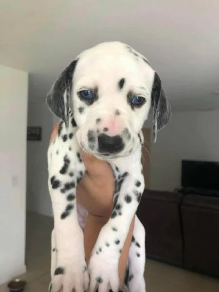.   REGALO UCCIOLO  DALMATA MASCHIO E FEMMINA  | Foto 1