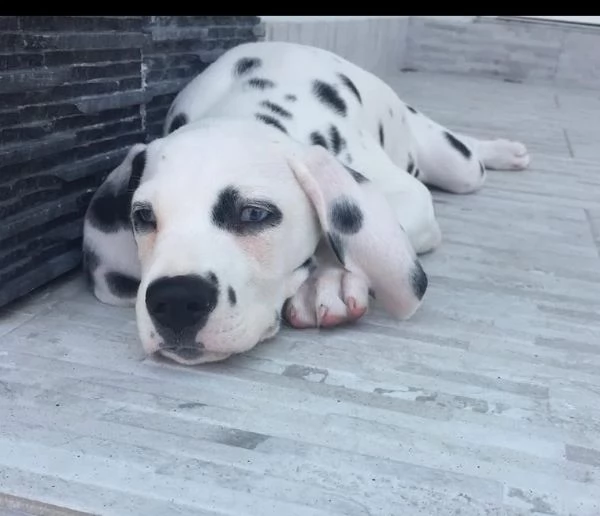 .   REGALO UCCIOLO  DALMATA MASCHIO E FEMMINA  | Foto 0
