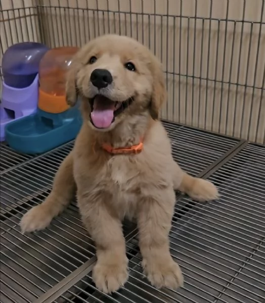 REGALO GOLDEN RETRIEVER