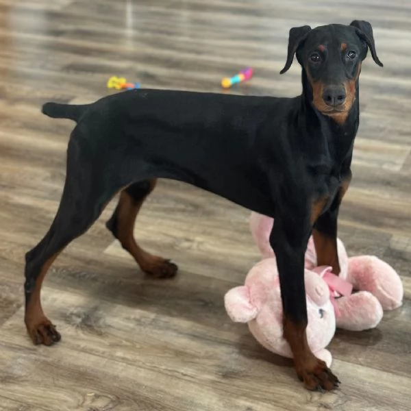 REGALO DOBERMANN | Foto 0