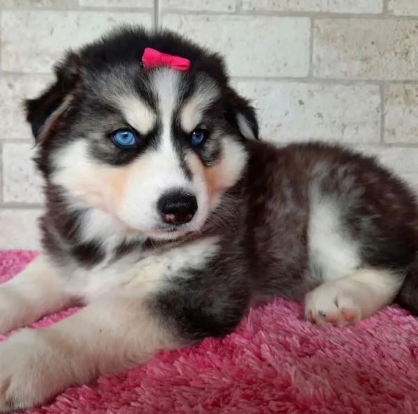 Husky disponibili maschio e femmina  | Foto 0