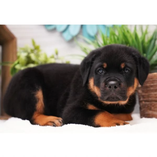 REGALO ROTTWEILER……… | Foto 0