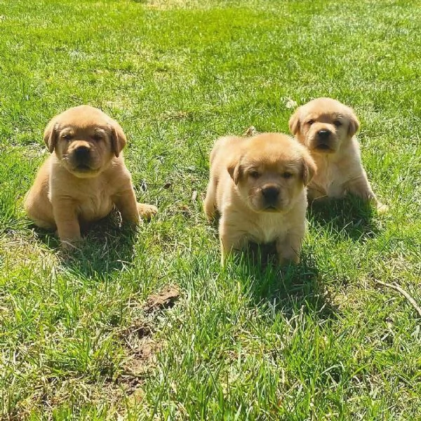 REGALO GOLDEN RETRIEVER