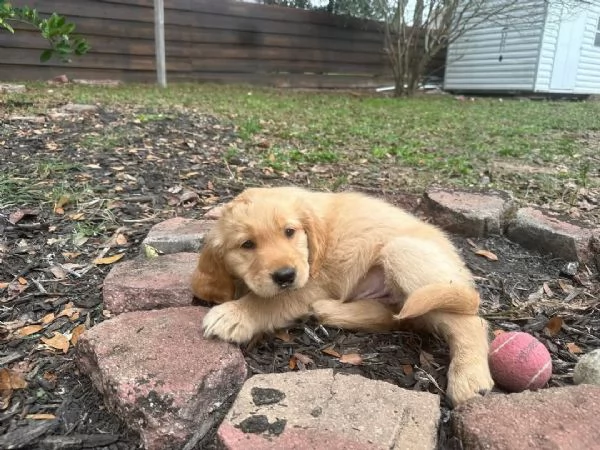 REGALO GOLDEN RETRIEVER | Foto 1
