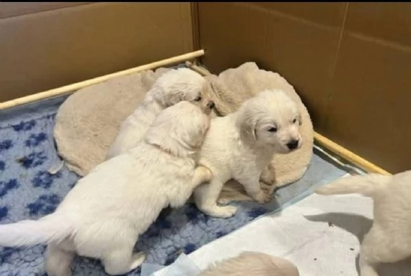 REGALO GOLDEN RETRIEVER