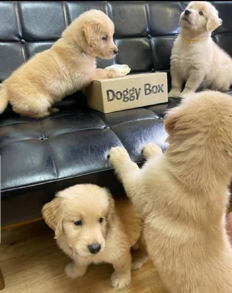 REGALO GOLDEN RETRIEVER | Foto 0