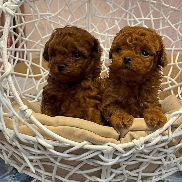CUCCIOLO BARBONCINO TOY MASCHIO E FEMMINA,,,..