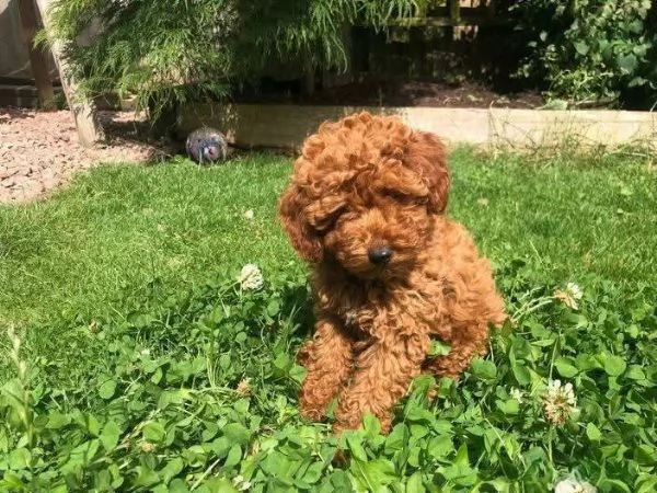 CUCCIOLO BARBONCINO TOY MASCHIO E FEMMINA,,,