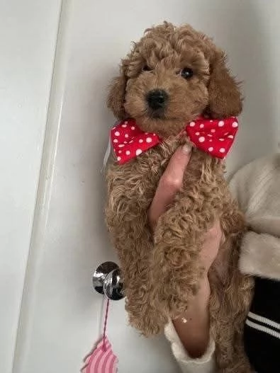 CUCCIOLO BARBONCINO TOY MASCHIO E FEMMINA,,,.. | Foto 0