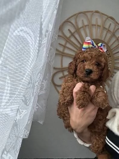 CUCCIOLO BARBONCINO TOY MASCHIO E FEMMINA,,,..