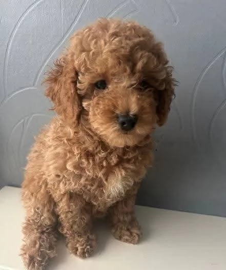 CUCCIOLO BARBONCINO TOY MASCHIO E FEMMINA,,,.. | Foto 0