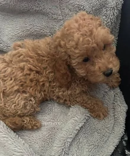 CUCCIOLO BARBONCINO TOY MASCHIO E FEMMINA,,,..