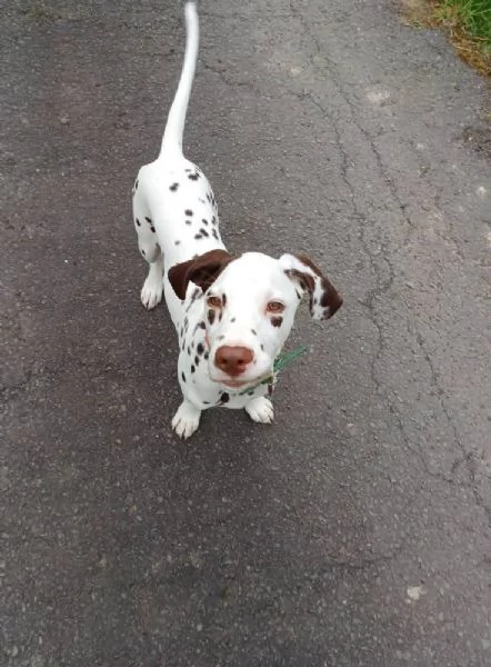 REGALO DALMATA | Foto 0