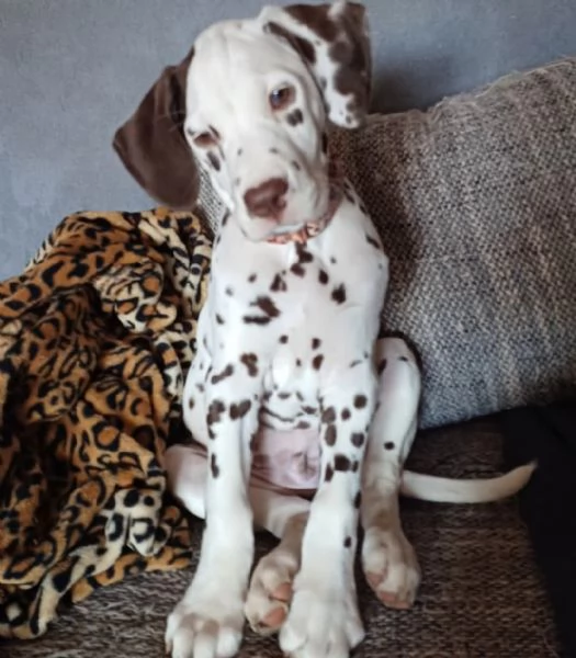 REGALO DALMATA | Foto 1