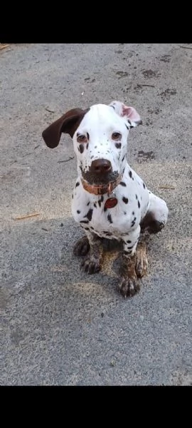 REGALO DALMATA | Foto 0