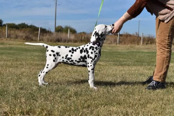 REGALO DALMATA | Foto 1