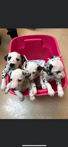 REGALO DALMATA | Foto 1