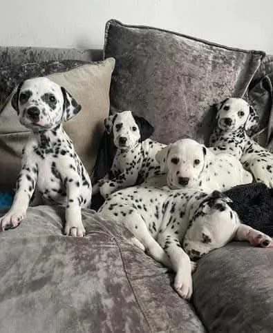 REGALO DALMATA