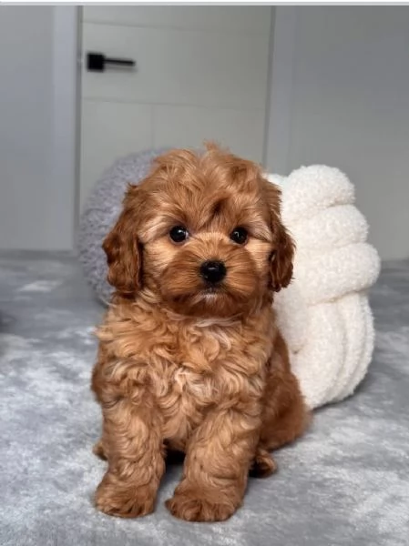 REGALO Barboncino toy ,,…. | Foto 0