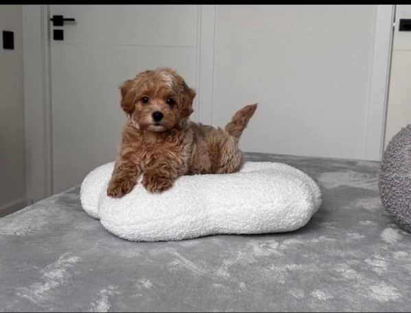 REGALO Barboncino toy ,,….