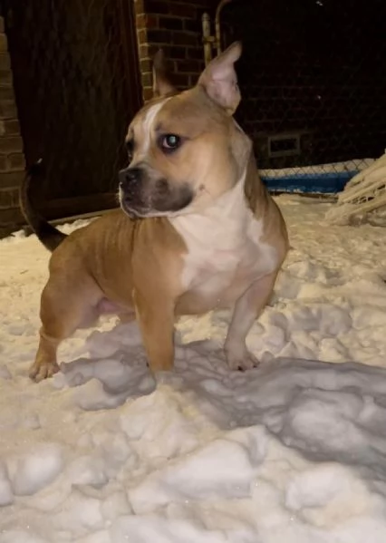 REGALO   BULLDOG INGLESE | Foto 0