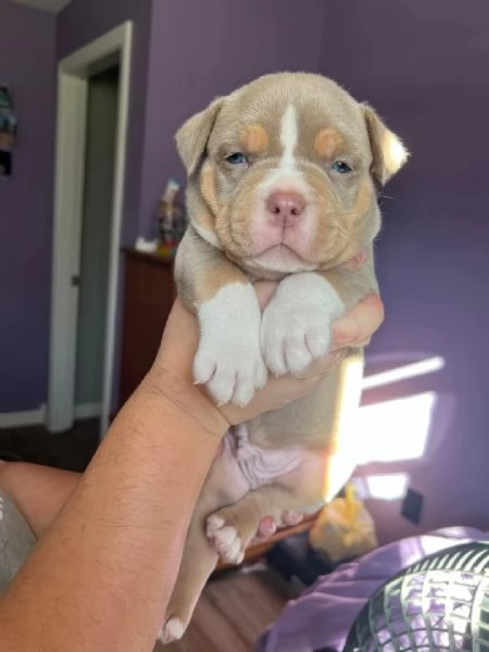 REGALO   BULLDOG INGLESE | Foto 1