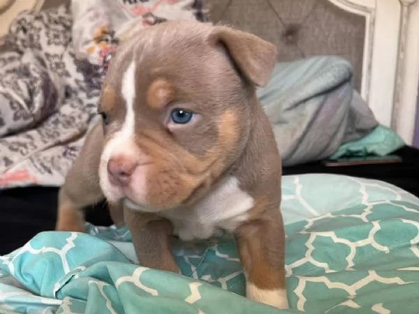 REGALO   BULLDOG INGLESE