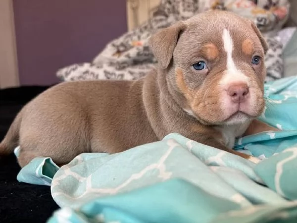 REGALO   BULLDOG INGLESE | Foto 0