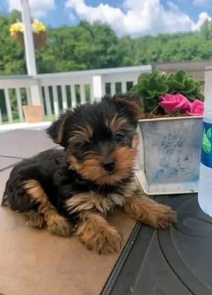 REGALO yorkie | Foto 0
