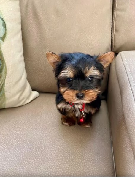 REGALO yorkie
