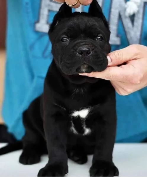 REGALO cane Corso disponibili 
