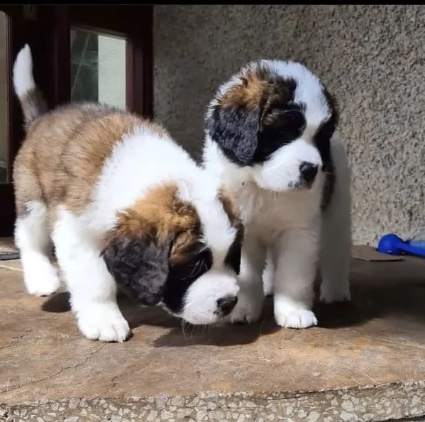 REGALO  maschio e femmina  San Bernardo  | Foto 0