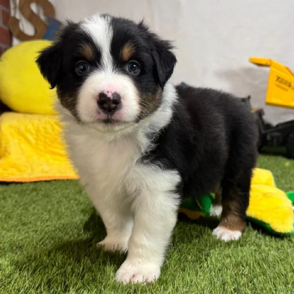 Regalo Australian Shepard  | Foto 0