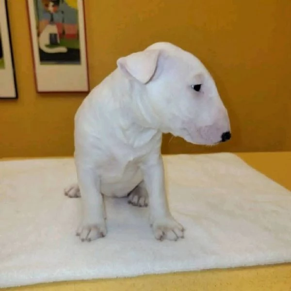 REGALO BULL TERRIER | Foto 2