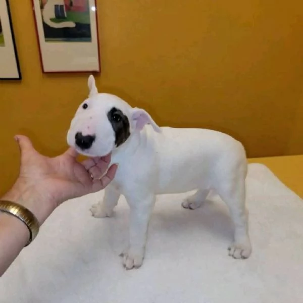 REGALO BULL TERRIER