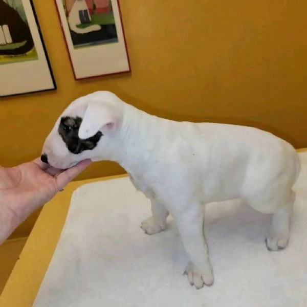 REGALO BULL TERRIER | Foto 0
