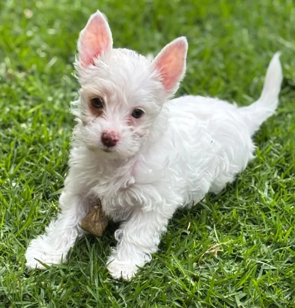 Offrire per l'adozione maschio e femmina  West highlander  | Foto 1