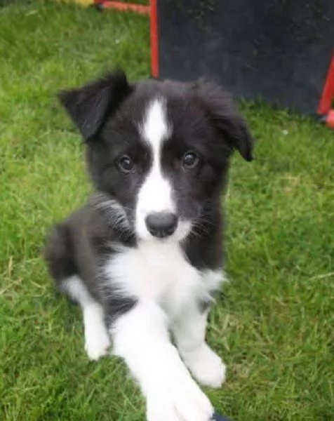REGALO BORDER COLLIE PURA 