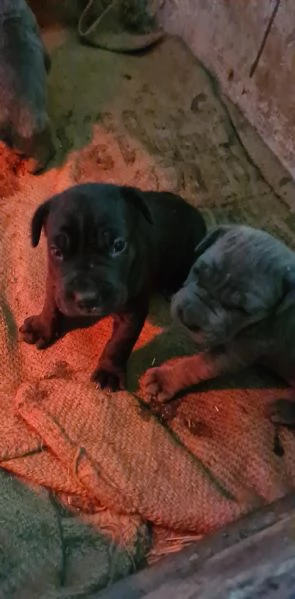 Vendo cucciolo | Foto 1