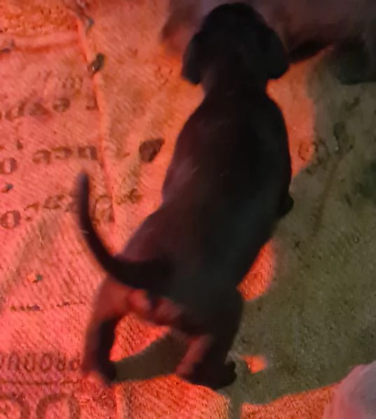 Vendo cucciolo | Foto 0