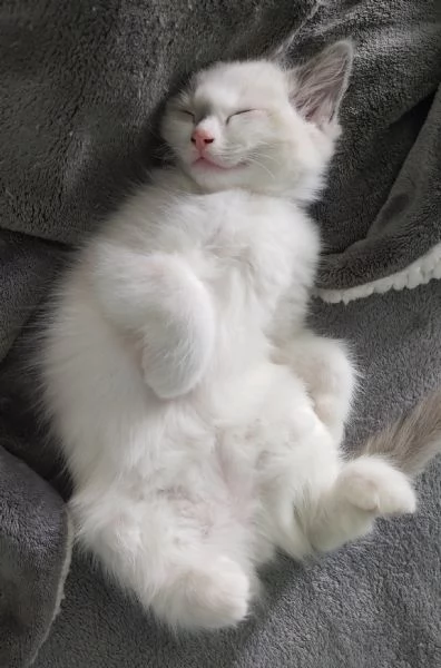 Cuccioli di Ragdoll