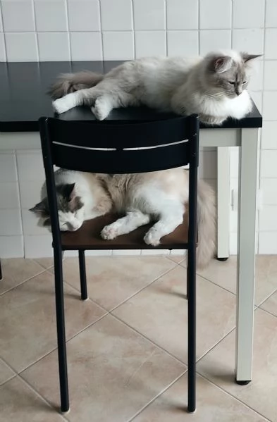 Cuccioli di Ragdoll | Foto 5