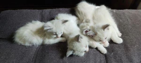 Cuccioli di Ragdoll | Foto 4