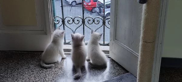 Cuccioli di Ragdoll | Foto 3