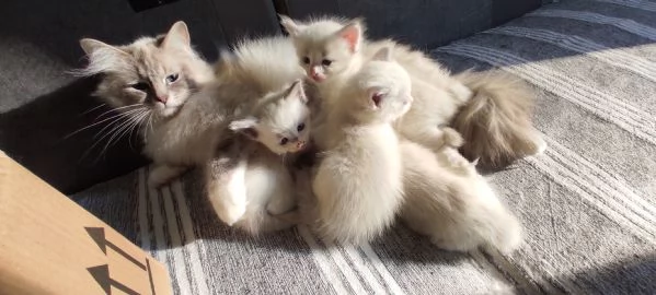 Cuccioli di Ragdoll | Foto 2