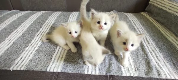 Cuccioli di Ragdoll | Foto 1