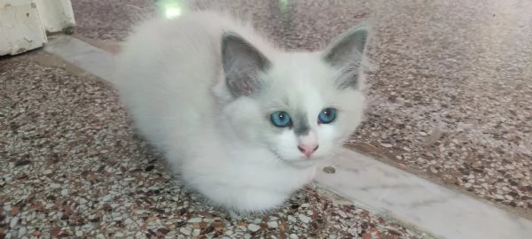 Cuccioli di Ragdoll | Foto 0