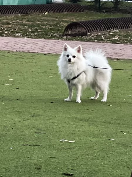 Vendita di un volpino  | Foto 0