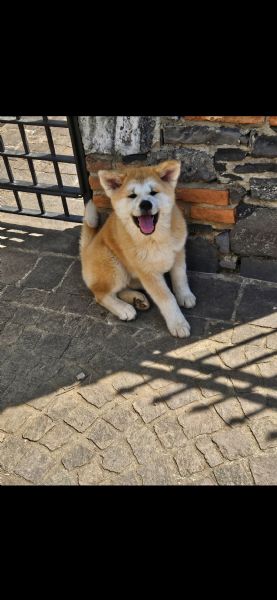 Cuccioli di Akita  | Foto 0