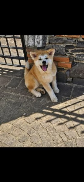 Cuccioli di Akita 